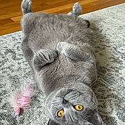 Zorro participe au concours pour gagner de l'argent avec cette photo : cat, gray_cat, pet, indoor, carpet, feather_toy, playful, fur, cute, animal, whiskers, relaxed, orange_eyes, paws_up, wood_floor, domestic_cat, closeup, lying_down, adorable, cozy