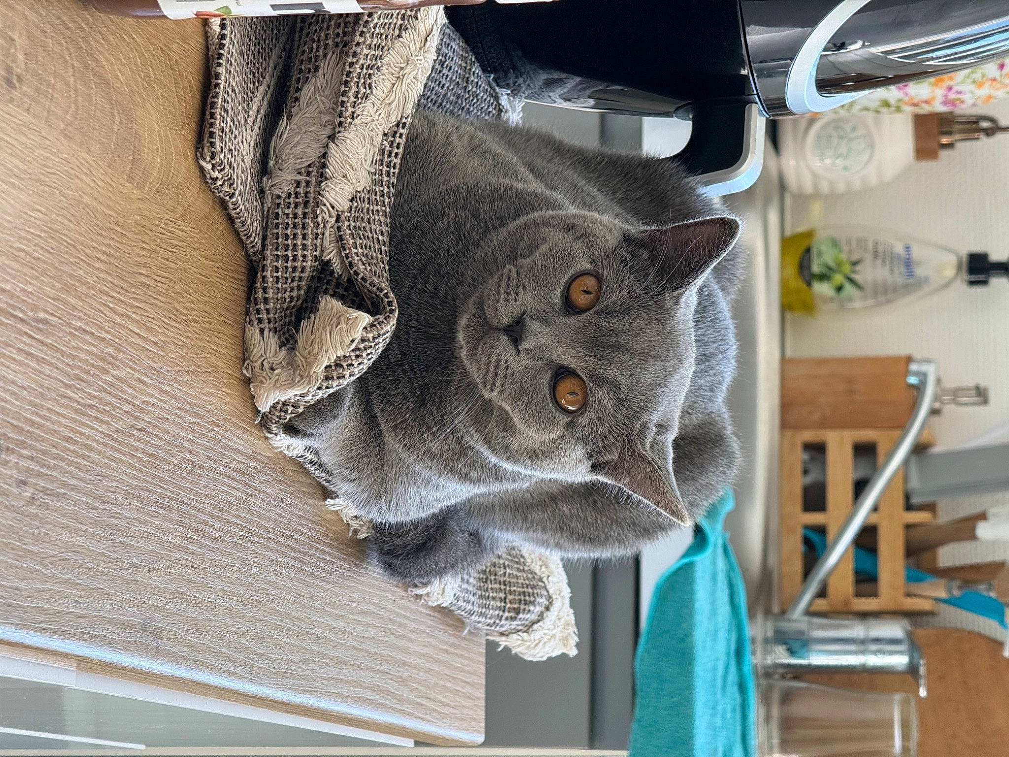 Zorro a rejoint le concours — aidez-le/la à gagner de superbes lots ! auto_part, automotive_tire, automotive_wheel_system, cat, chair, felidae, flooring, fur, grey, pattern, plant, room, russian_blue, shelf, small_to_medium_sized_cats, thread, tree, window, wood, wool