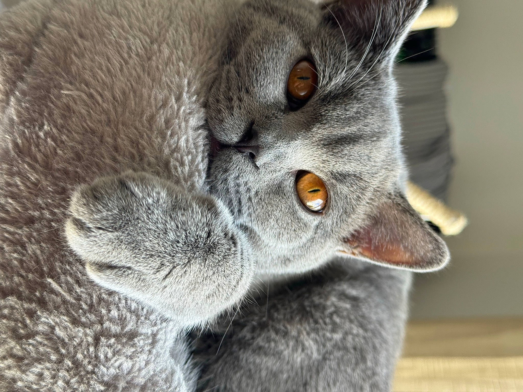 Zorro a rejoint le concours — aidez-le/la à gagner de superbes lots ! carnivore, cat, claw, close_up, domestic_short_haired_cat, felidae, fur, grey, paw, plant, russian_blue, small_to_medium_sized_cats, terrestrial_animal, whiskers, wildlife