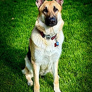 Kratos is registered to the contest to win money with this photo: dog, german_shepherd, pet, collar, tag, grass, outdoor, animal, canine, sitting, fur, ears, alert, nature, summer, portrait, friendly, mammal, domestic_animal, companion