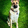 alert, animal, canine, collar, companion, dog, domestic_animal, ears, friendly, fur, german_shepherd, grass, mammal, nature, outdoor, pet, portrait, sitting, summer, tag