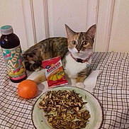Pumpkin is registered to the contest to win money with this photo: bottle, cat, checkered_blanket, collar, curious, domestic_animal, drink, food, indoor, orange, packet, pet, plate, resting, snack, still_life, sunflower_seeds, tabby_cat, table, wide_eyed