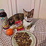 bottle, cat, checkered_blanket, collar, curious, domestic_animal, drink, food, indoor, orange, packet, pet, plate, resting, snack, still_life, sunflower_seeds, tabby_cat, table, wide_eyed