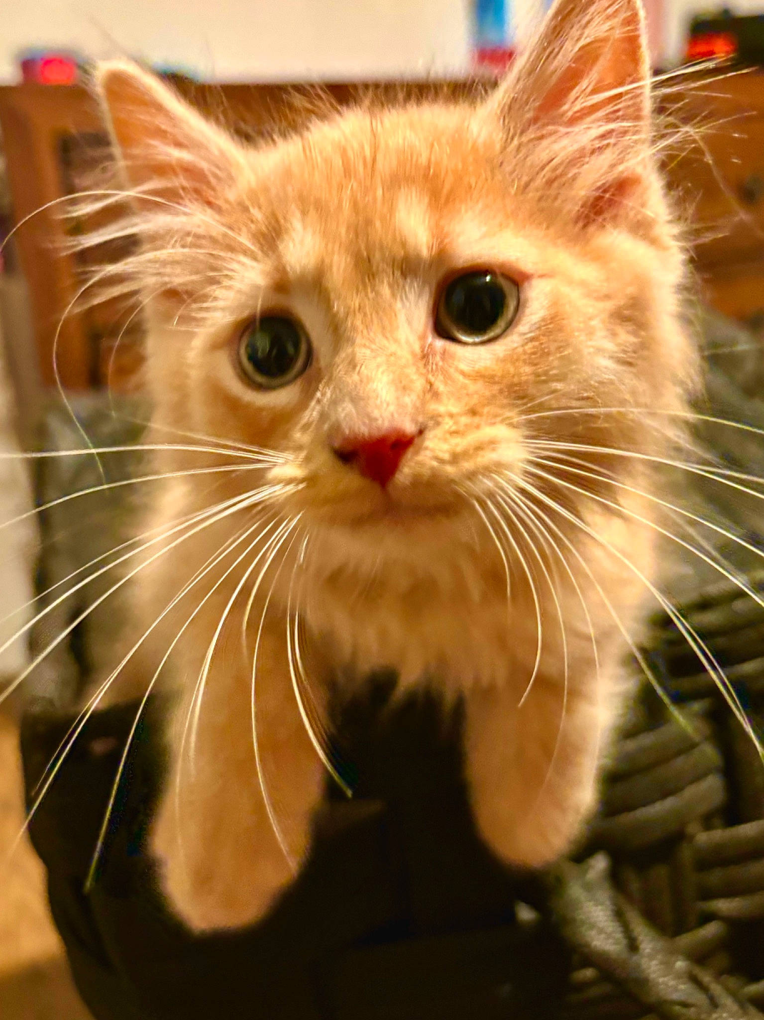 Limón is registered to the contest to win money with this photo: carnivore, cat, claw, close_up, comfort, domestic_short_haired_cat, ear, eye, eyelash, fawn, felidae, fur, iris, paw, small_to_medium_sized_cats, snout, terrestrial_animal, whiskers, window