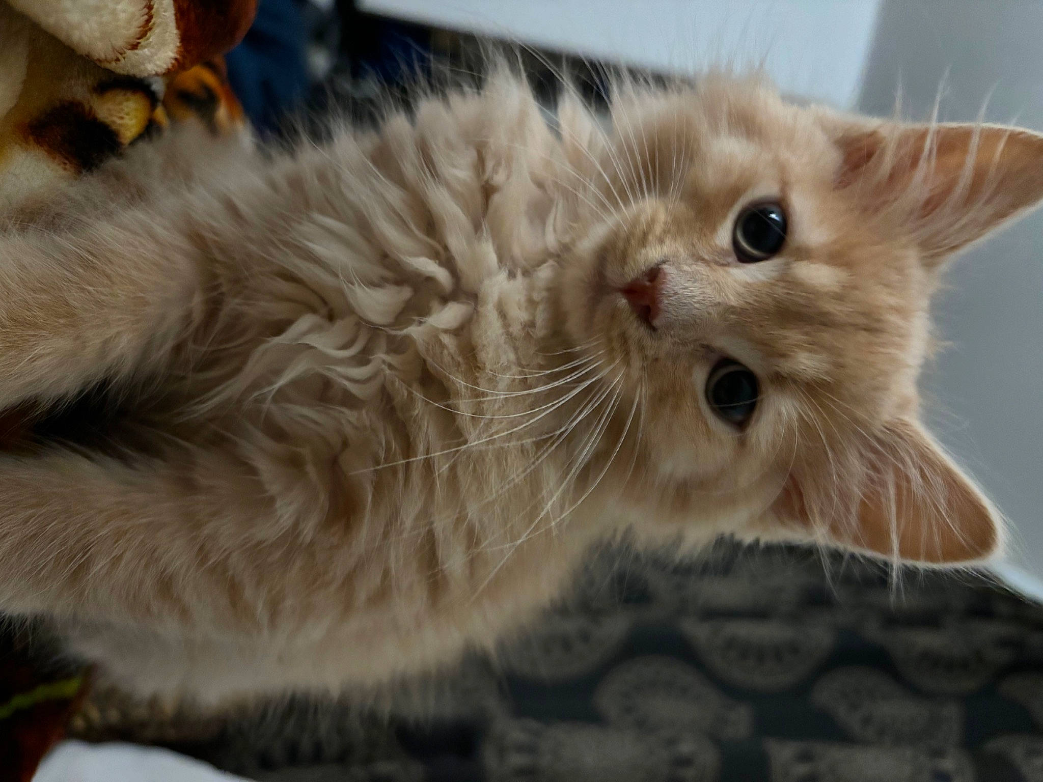 Limón joined the competition — help win amazing prizes! carnivore, cat, claw, domestic_short_haired_cat, fawn, felidae, fur, paw, small_to_medium_sized_cats, tail, whiskers