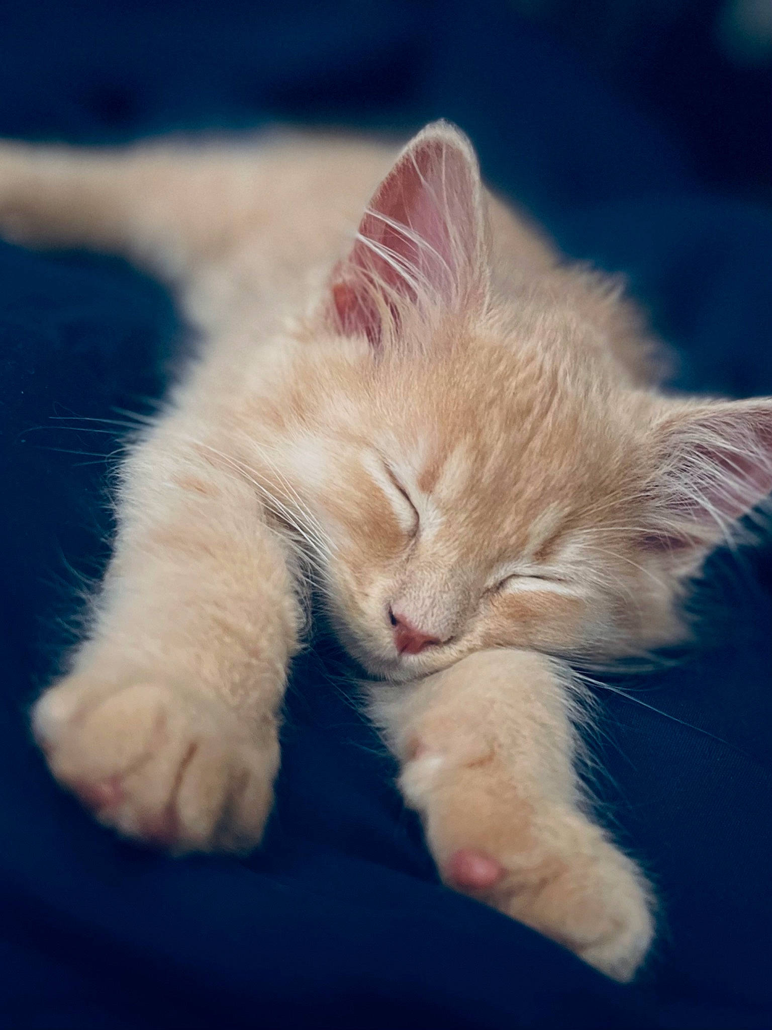 Limón joined the competition — help win amazing prizes! carnivore, cat, close_up, cloud, comfort, domestic_short_haired_cat, electric_blue, fawn, felidae, foot, fur, gesture, human_leg, leg, paw, sky, small_to_medium_sized_cats, snout, tail, whiskers