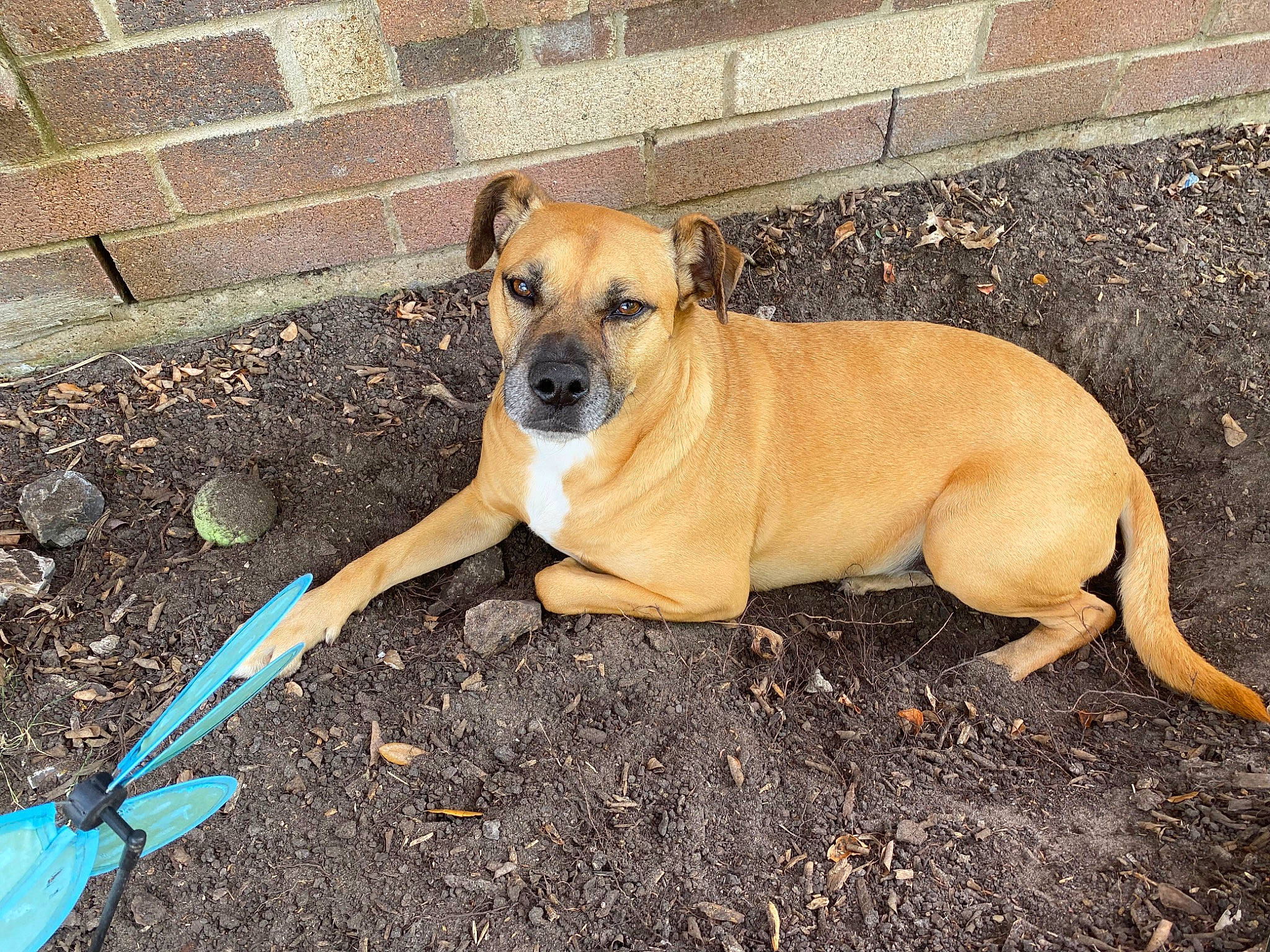 Laney joined the competition — help win amazing prizes! canidae, carnivore, collar, companion_dog, dog, dog_breed, dog_supply, fawn, grass, molosser, paw, pet_supply, puppy, road_surface, snout, soil, sporting_group, tail, terrestrial_animal, working_dog