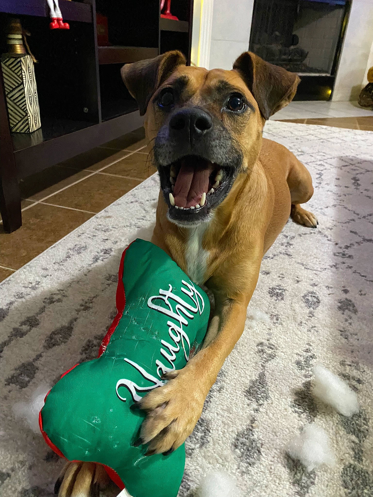 Laney joined the competition — help win amazing prizes! canidae, carnivore, collar, companion_dog, dog, dog_breed, dog_collar, dog_supply, door, fawn, flooring, fur, guard_dog, human_leg, paw, pet_supply, snout, sporting_group, whiskers, working_dog