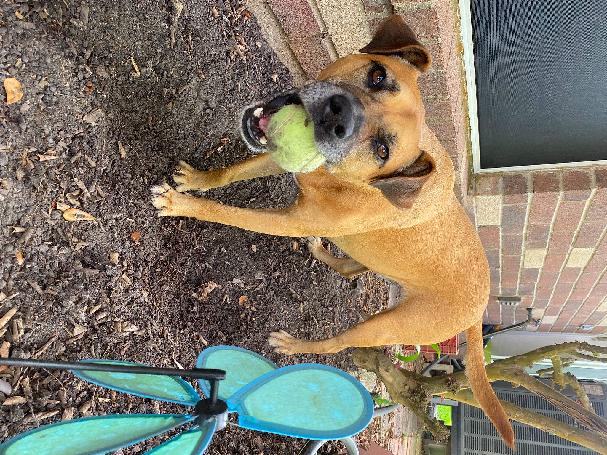 Laney joined the competition — help win amazing prizes! canidae, carnivore, companion_dog, dog, dog_breed, dog_supply, fawn, grass, guard_dog, mammal, paw, pet_supply, snout, soil, sporting_group, television, television_set, vertebrate, working_animal, working_dog