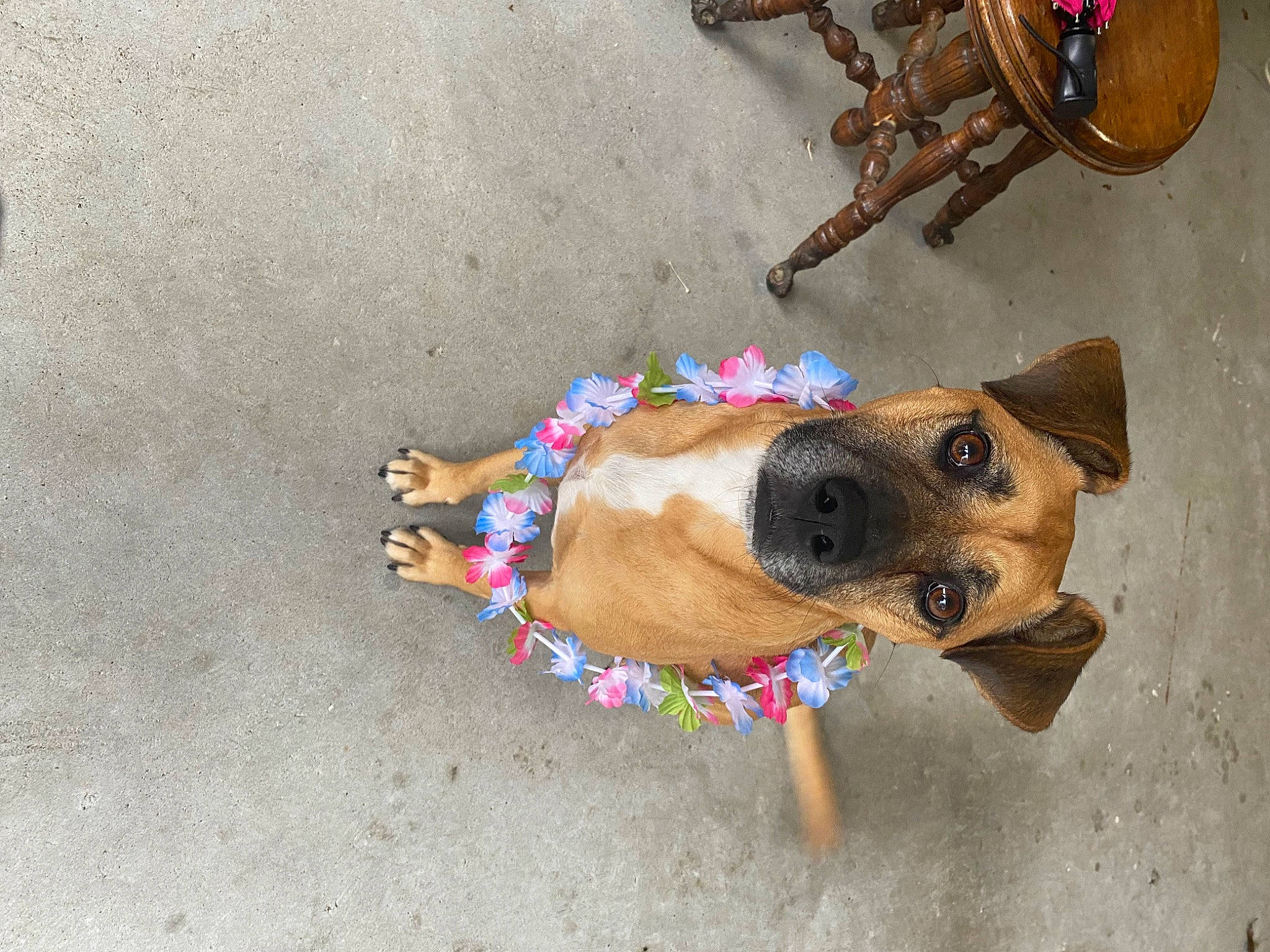 Laney joined the competition — help win amazing prizes! bicycle_handlebar, bicycle_tire, bicycle_wheel, carnivore, collar, companion_dog, dog, dog_breed, dog_clothes, dog_collar, dog_supply, drum, fawn, leash, musical_instrument, pet_supply, snout, tire, wheel, working_animal