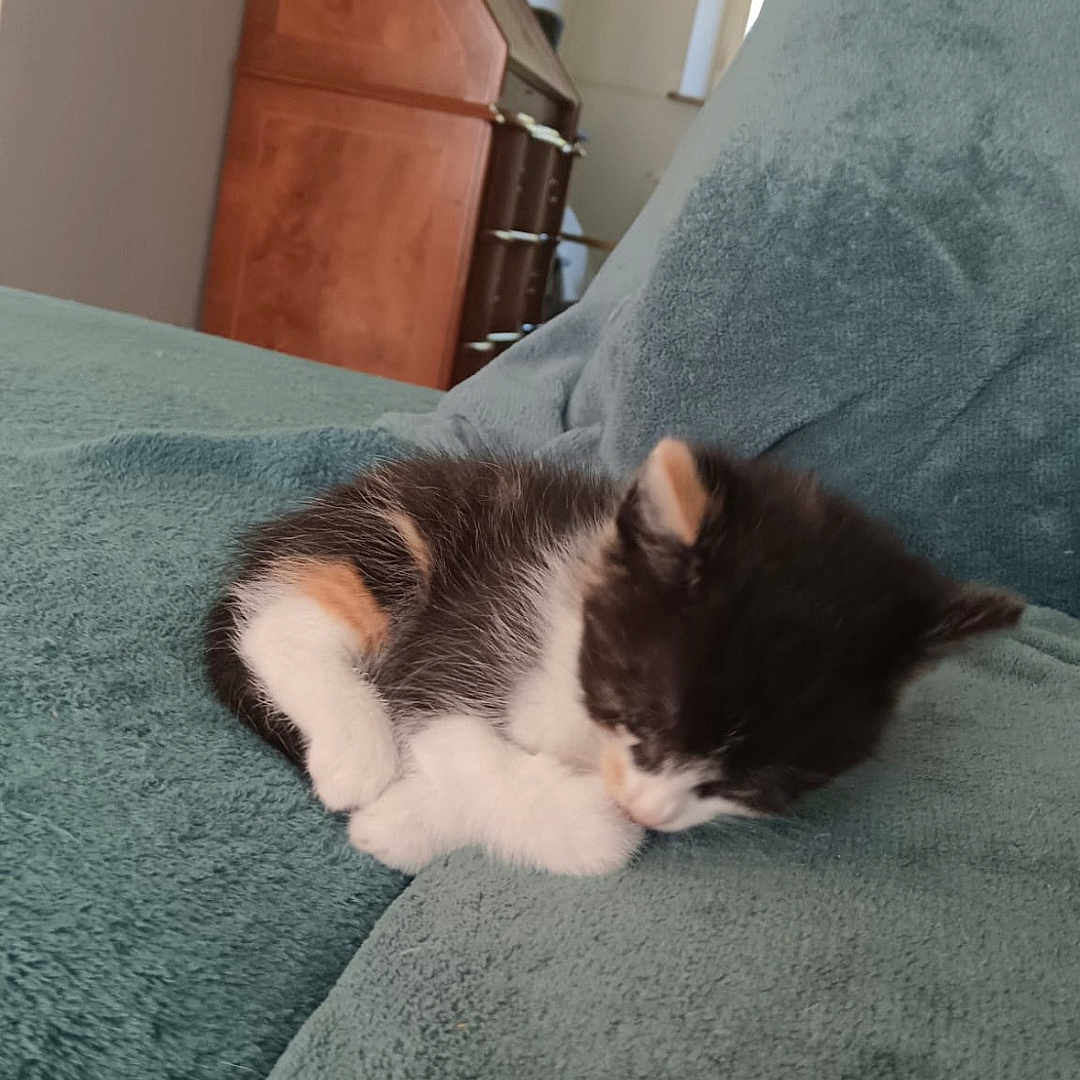 Nala a rejoint le concours — aidez-le/la à gagner de superbes lots ! animal, blanket, cat, cozy, cute, domestic, fur, furry, indoor, kitten, living_room, natural_light, pet, resting, sleeping, small, soft, teal, window, wooden_cabinet