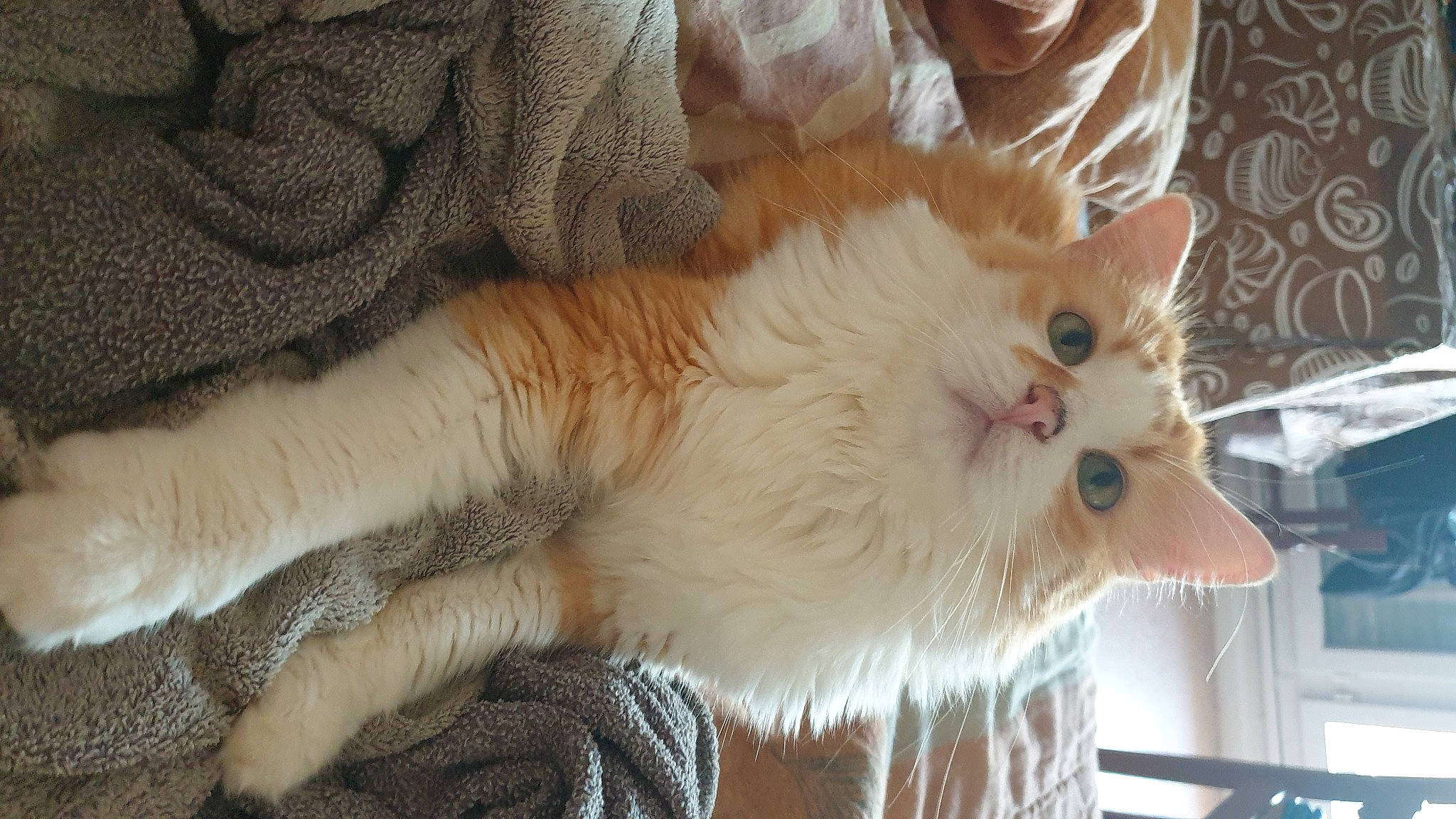 Rubis participe au concours pour gagner de l'argent avec cette photo : canidae, carnivore, cat, claw, dog_breed, domestic_short_haired_cat, fang, fawn, felidae, fur, paw, small_to_medium_sized_cats, snout, tail, terrestrial_animal, whiskers