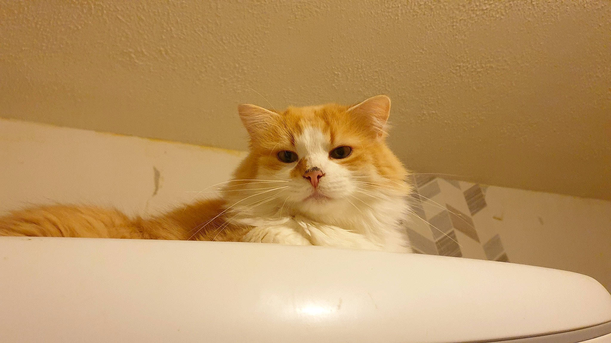 Rubis a rejoint le concours — aidez-le/la à gagner de superbes lots ! box, cardboard, carnivore, cat, claw, comfort, domestic_short_haired_cat, fawn, felidae, fur, paw, small_to_medium_sized_cats, snout, terrestrial_animal, whiskers, wood