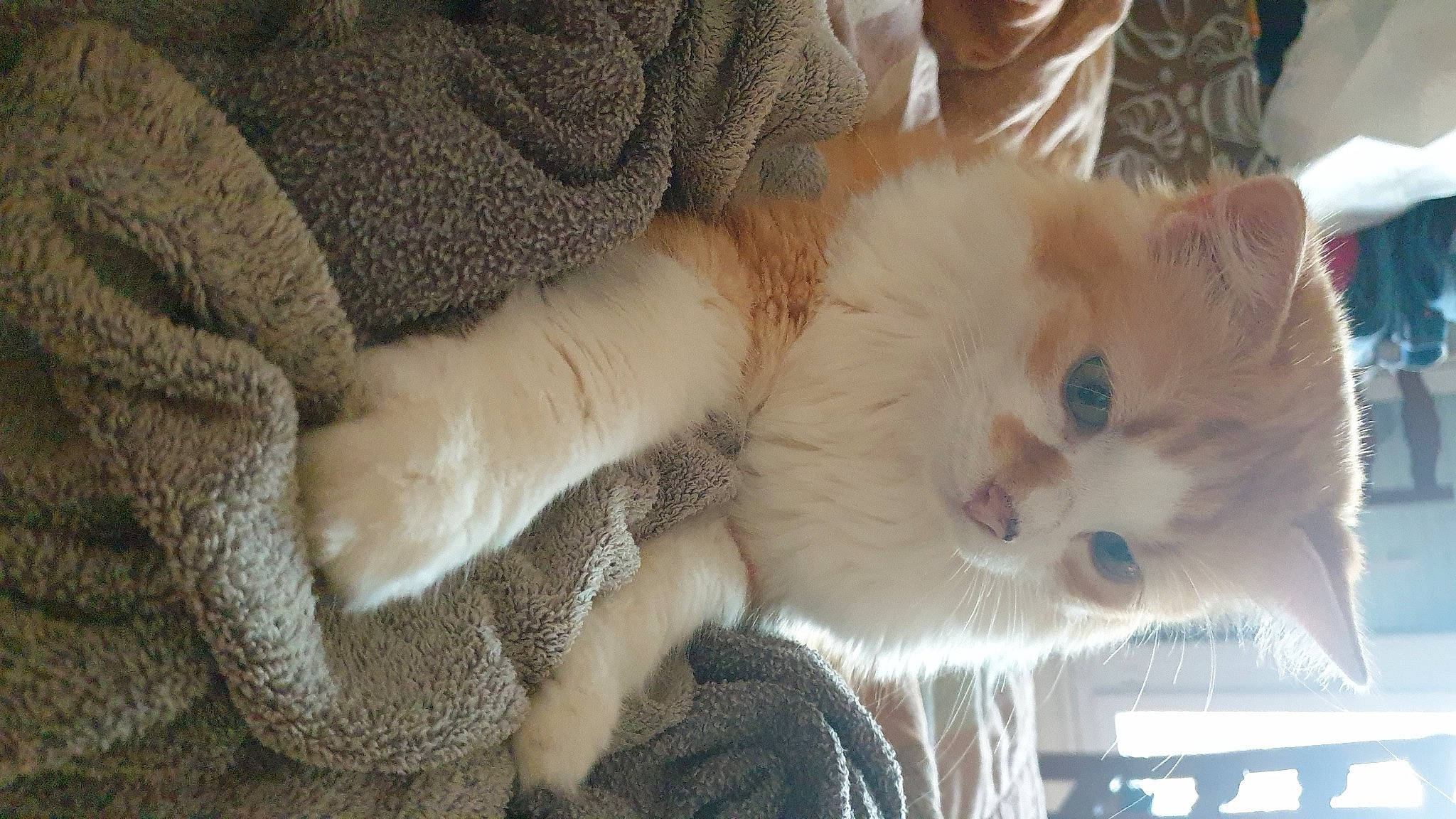 Rubis a rejoint le concours — aidez-le/la à gagner de superbes lots ! carnivore, cat, claw, comfort, domestic_short_haired_cat, fawn, felidae, fur, paw, small_to_medium_sized_cats, snout, tail, whiskers