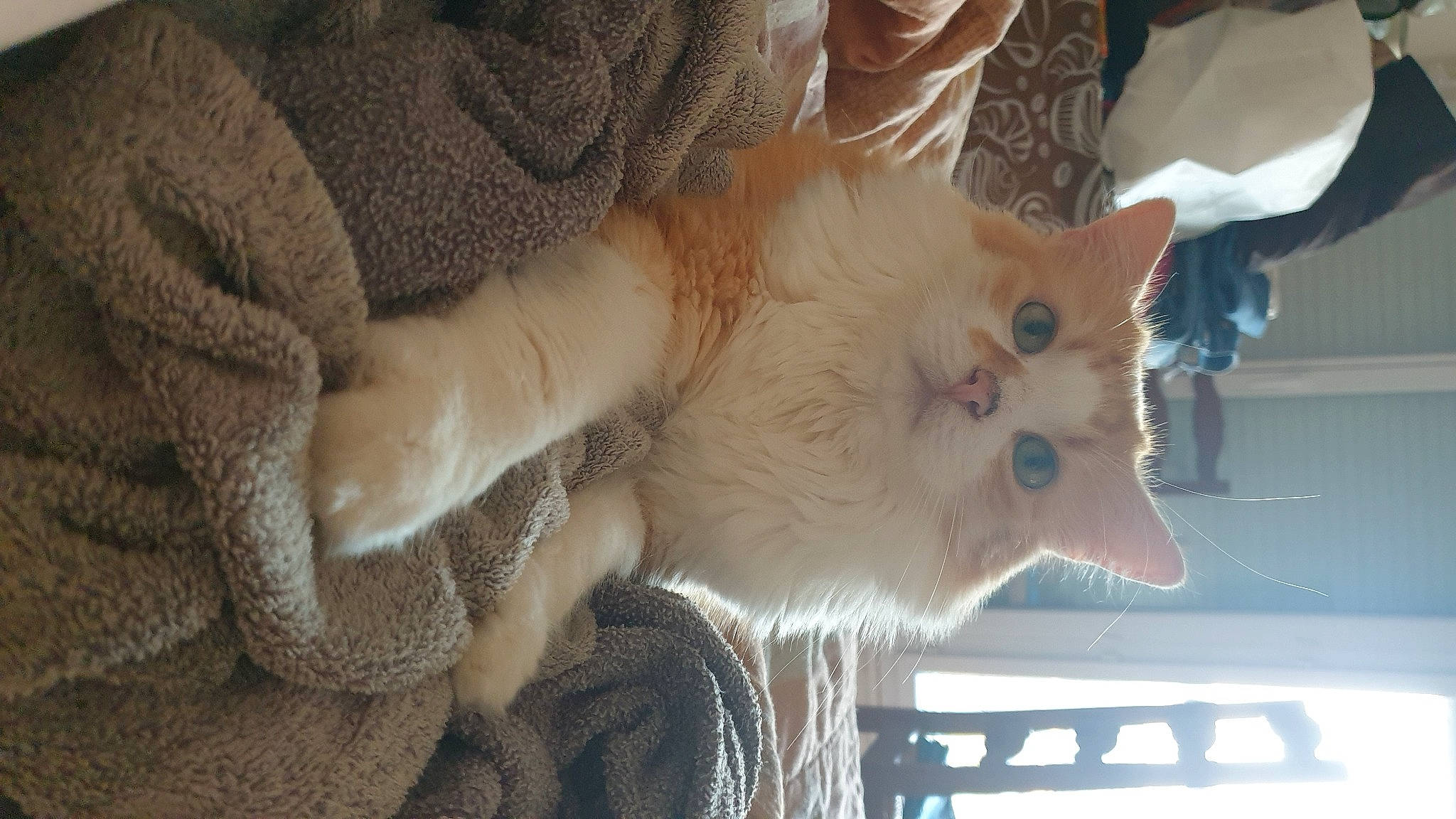 Rubis participe au concours pour gagner de l'argent avec cette photo : beard, canidae, carnivore, cat, claw, cockatoo, companion_dog, dog_breed, domestic_short_haired_cat, eye, fang, fawn, felidae, fur, paw, small_to_medium_sized_cats, snout, tail, tree, whiskers