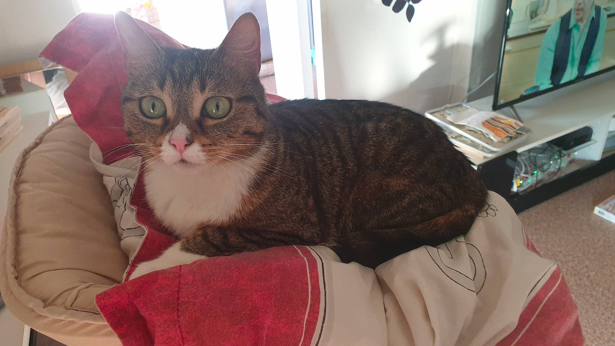 Chipie a rejoint le concours — aidez-le/la à gagner de superbes lots ! carnivore, cat, cat_furniture, cat_supply, comfort, couch, domestic_short_haired_cat, eye, fawn, felidae, fur, lap, paw, sitting, small_to_medium_sized_cats, snout, tail, tree, whiskers, window