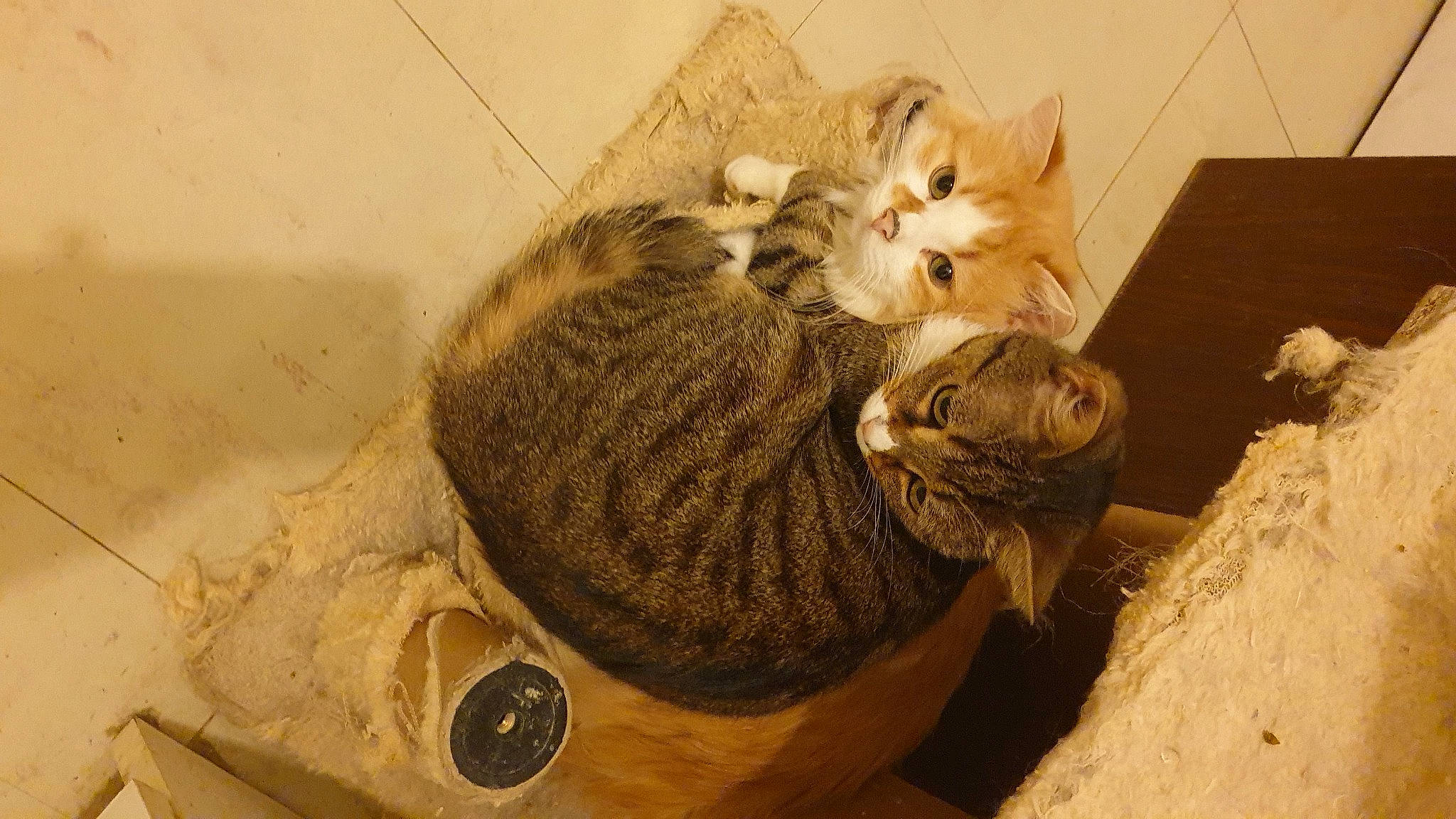 Chipie a rejoint le concours — aidez-le/la à gagner de superbes lots ! carnivore, cat, claw, comfort, domestic_short_haired_cat, fashion_accessory, felidae, fur, paw, plumbing_fixture, small_to_medium_sized_cats, snout, tail, terrestrial_animal, whiskers, wood