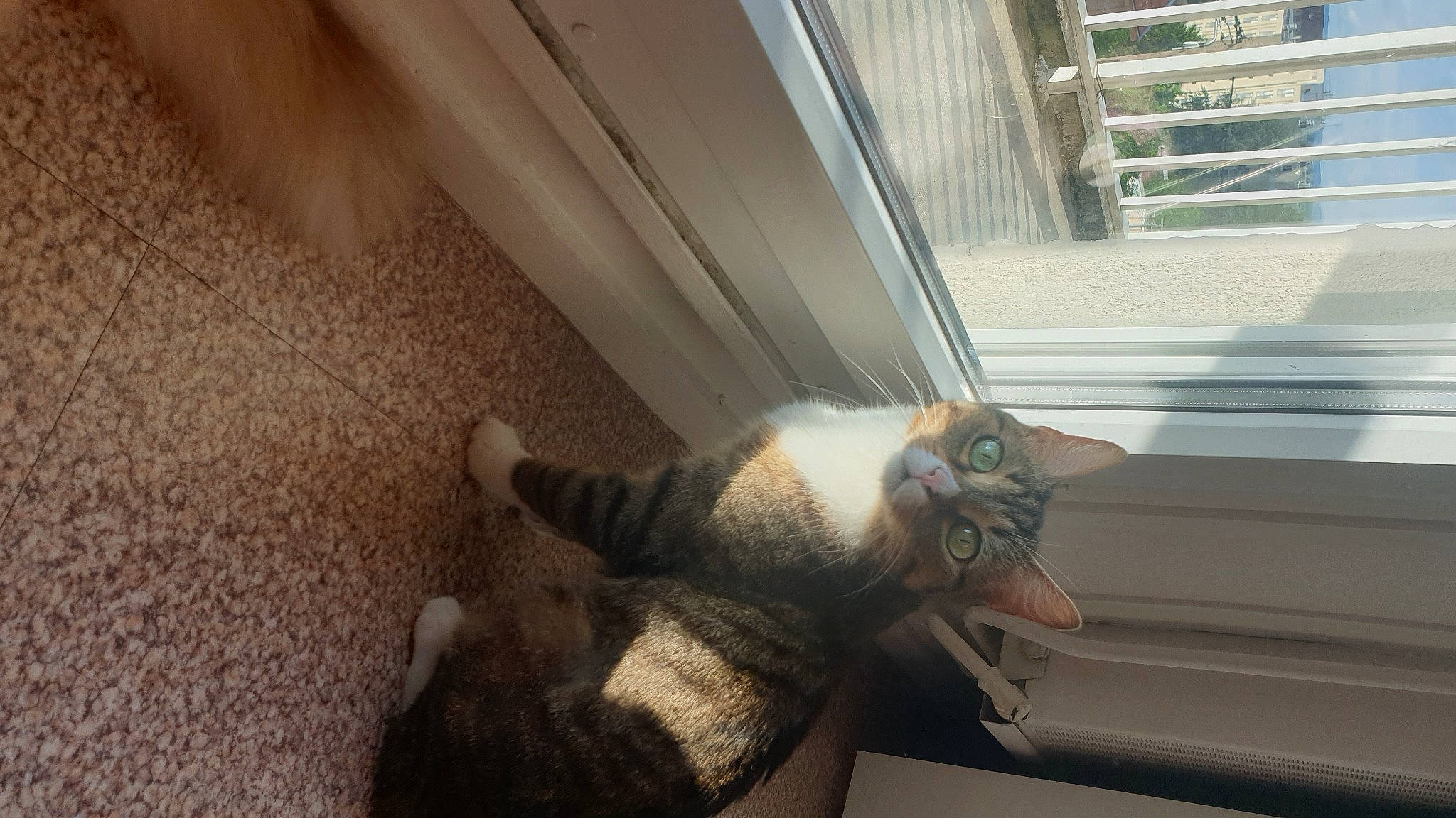 Chipie a rejoint le concours — aidez-le/la à gagner de superbes lots ! carnivore, cat, claw, comfort, domestic_short_haired_cat, felidae, flooring, foot, fur, hardwood, human_leg, leg, small_to_medium_sized_cats, tail, whiskers, window, window_blind, window_covering, window_treatment, wood