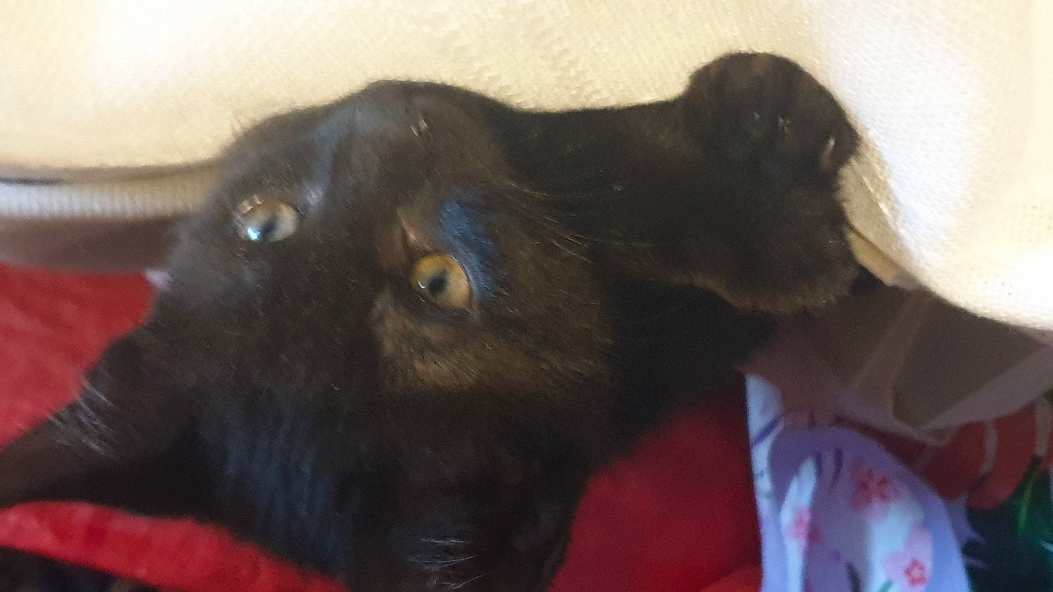 Lola participe au concours pour gagner de l'argent avec cette photo : black_cat, bombay, carnivore, cat, claw, dog_breed, domestic_short_haired_cat, ear, felidae, fur, gesture, liver, small_to_medium_sized_cats, sporting_group, terrestrial_animal, whiskers