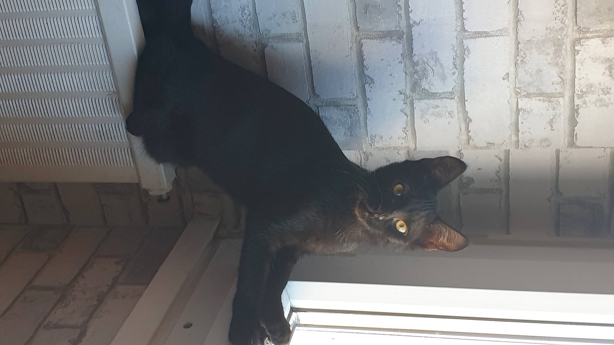 Lola participe au concours pour gagner de l'argent avec cette photo : black_cat, bombay, canidae, carnivore, cat, dog_breed, domestic_short_haired_cat, felidae, flooring, fur, plant, shadow, small_to_medium_sized_cats, tail, terrestrial_animal, tints_and_shades, whiskers, window, wood