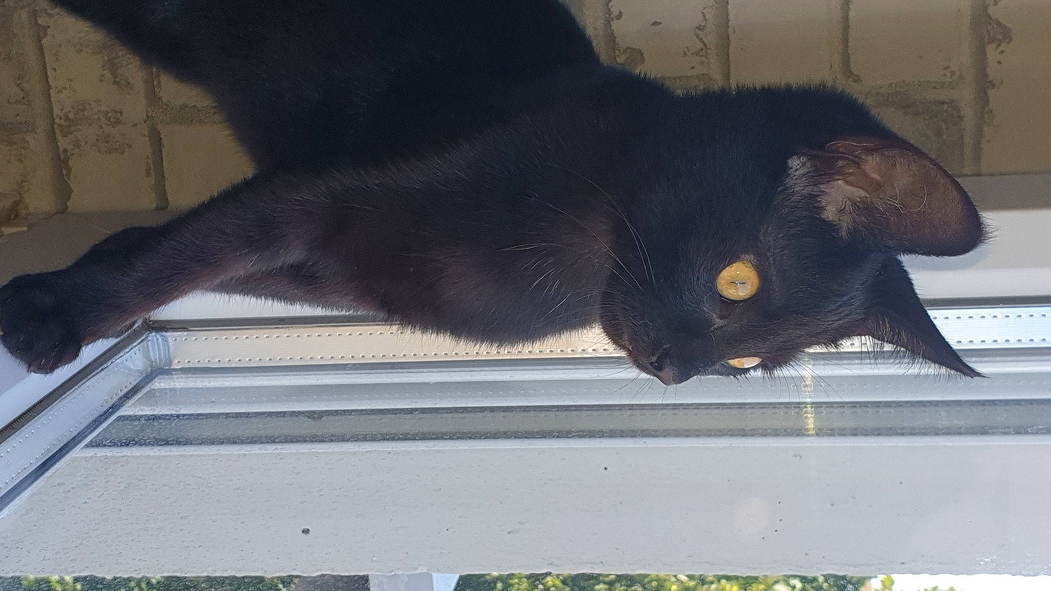 Lola a rejoint le concours — aidez-le/la à gagner de superbes lots ! black_cat, bombay, carnivore, cat, claw, dog_breed, domestic_short_haired_cat, felidae, fur, paw, small_to_medium_sized_cats, snout, tail, terrestrial_animal, whiskers