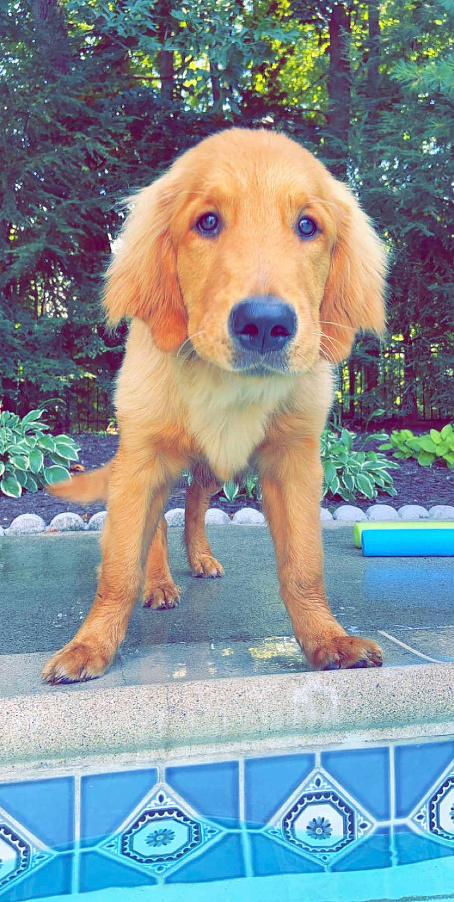 Enzo is registered to the contest to win money with this photo: canidae, carnivore, companion_dog, dog, dog_breed, fawn, golden_retriever, hovawart, mammal, nova_scotia_duck_tolling_retriever, puppy, retriever, sporting_group, vertebrate, working_dog