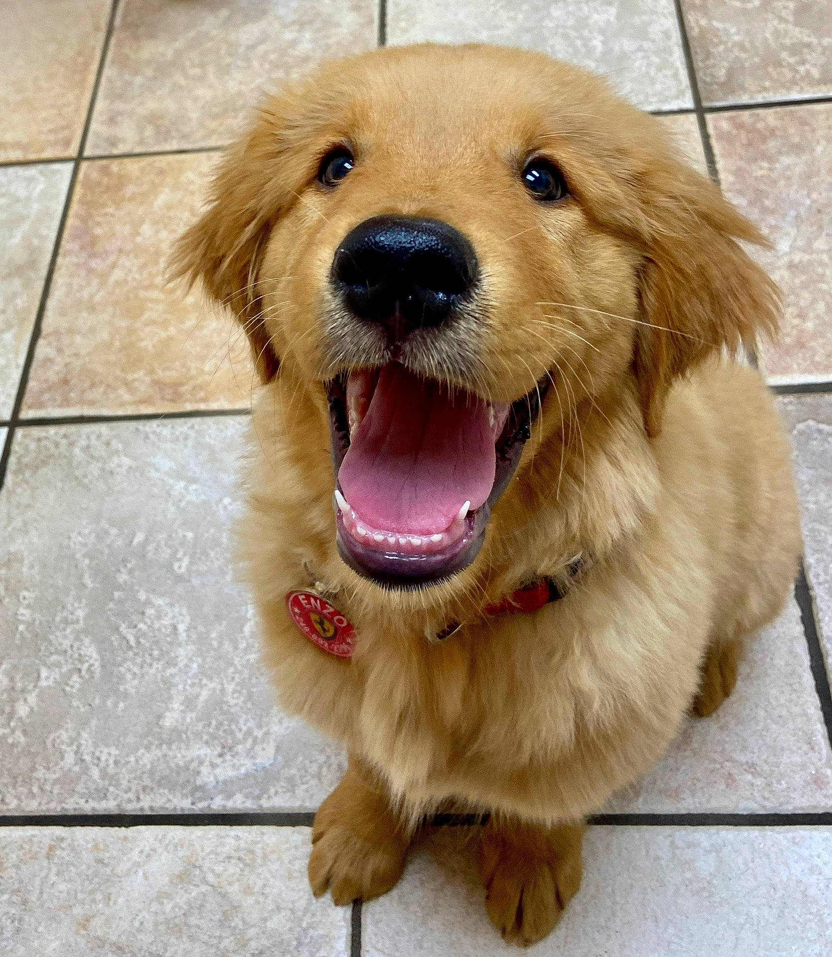 Enzo is registered to the contest to win money with this photo: ancient_dog_breeds, canidae, carnivore, companion_dog, dog, dog_breed, fawn, golden_retriever, labrador_retriever, mammal, nose, puppy, retriever, small_greek_domestic_dog, snout, sporting_group, vertebrate, whiskers