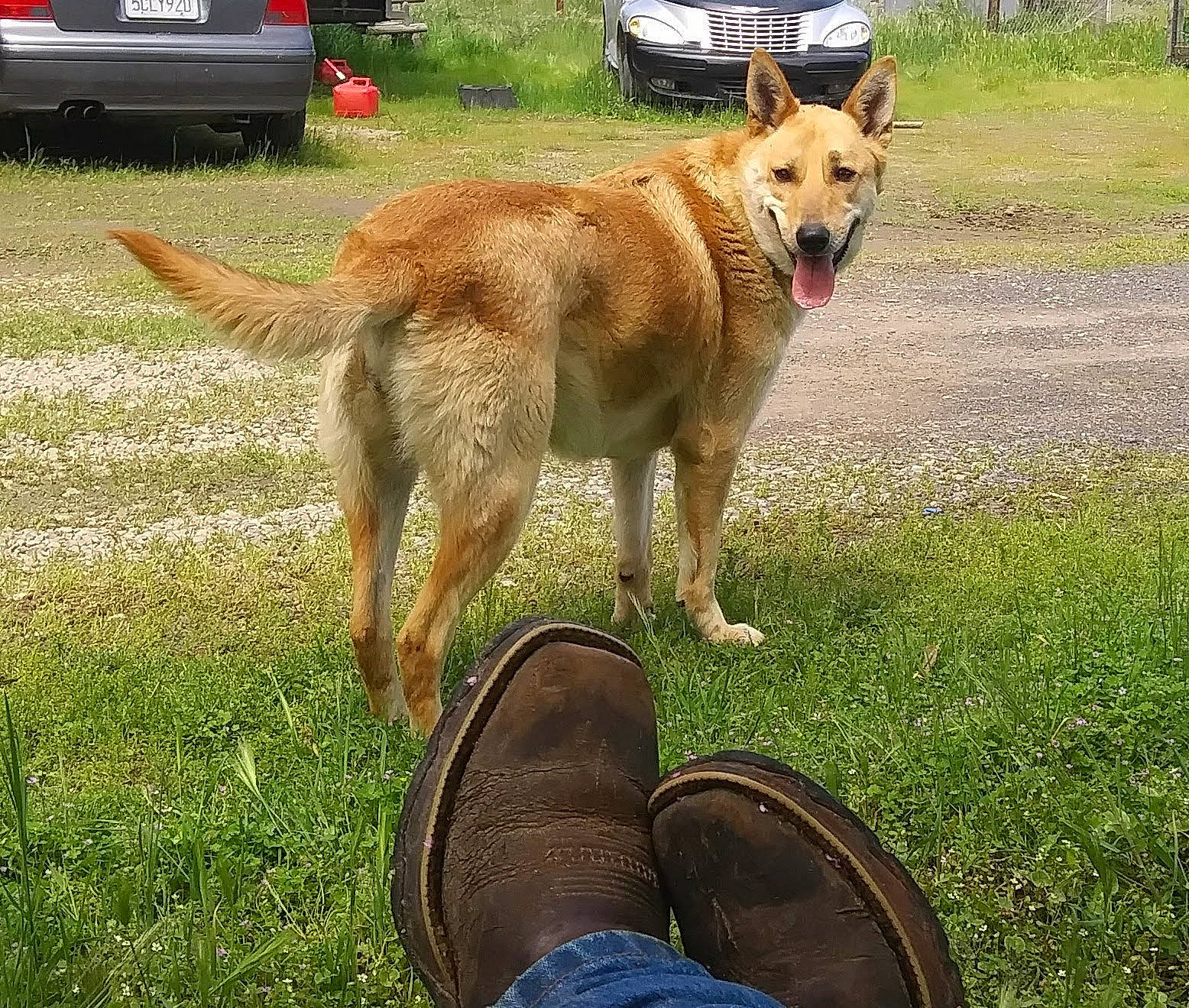 Cheyenne is registered to the contest to win money with this photo: canidae, carnivore, collar, companion_dog, dog, dog_breed, foot, grass, human_leg, leash, outdoor_shoe, plant, spitz, sporting_group, tail, tire, vehicle, walking_shoe, wheel, working_dog