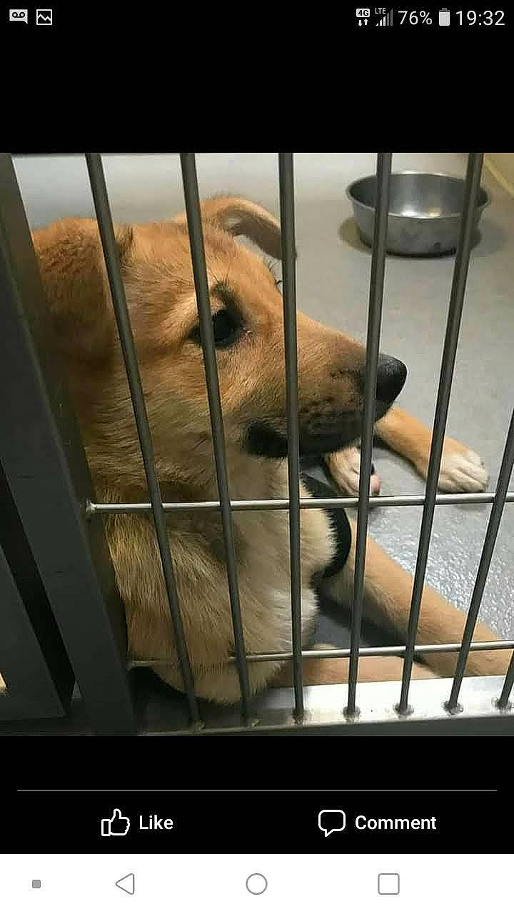 Cheyenne joined the competition — help win amazing prizes! animal_shelter, ball, cage, carnivore, companion_dog, dog, dog_breed, dog_crate, dog_supply, fawn, fence, fur, metal, pet_supply, screenshot, service, snout, terrestrial_animal, whiskers, working_animal