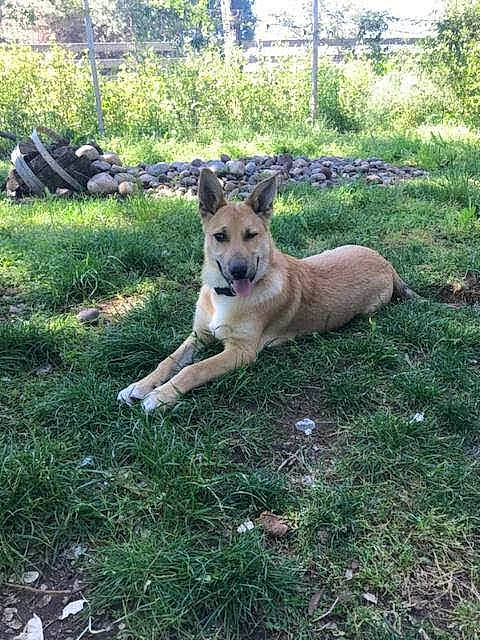 Cheyenne joined the competition — help win amazing prizes! bag, canidae, carnivore, companion_dog, dog, dog_breed, east_european_shepherd, fawn, german_shepherd_dog, grass, groundcover, herding_dog, plant, recreation, snout, sporting_group, tail, terrestrial_animal, tree, wildlife