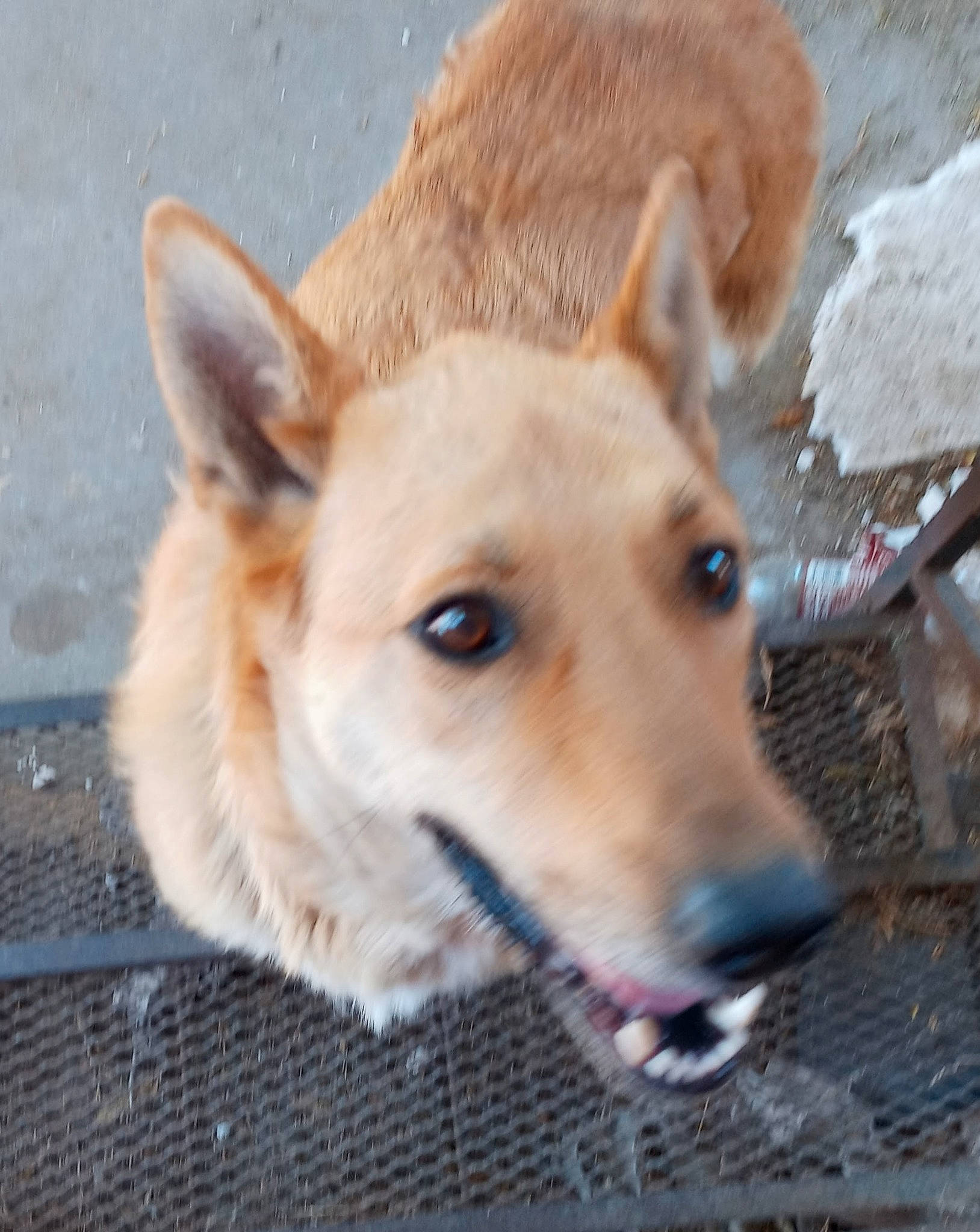 Cheyenne is registered to the contest to win money with this photo: canidae, carnivore, collar, companion_dog, dingo, dog, dog_breed, dog_collar, fawn, fur, jaw, snout, spitz, sporting_group, street_dog, terrestrial_animal, whiskers, wildlife, working_animal, working_dog