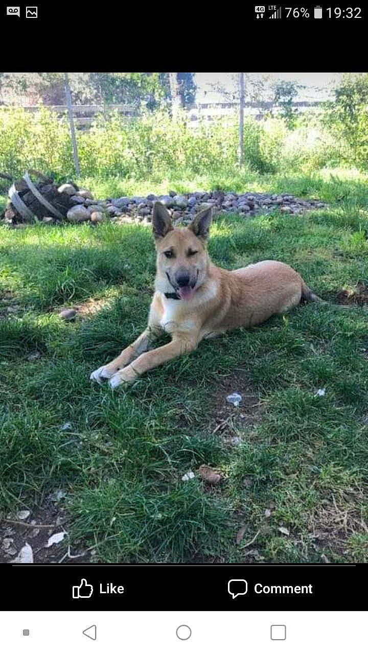 Cheyenne joined the competition — help win amazing prizes! canidae, carnivore, companion_dog, dog, dog_breed, fawn, german_shepherd_dog, grass, pasture, paw, photo_caption, plant, snout, sporting_group, tail, terrestrial_animal, tree, wildlife, working_animal, working_dog