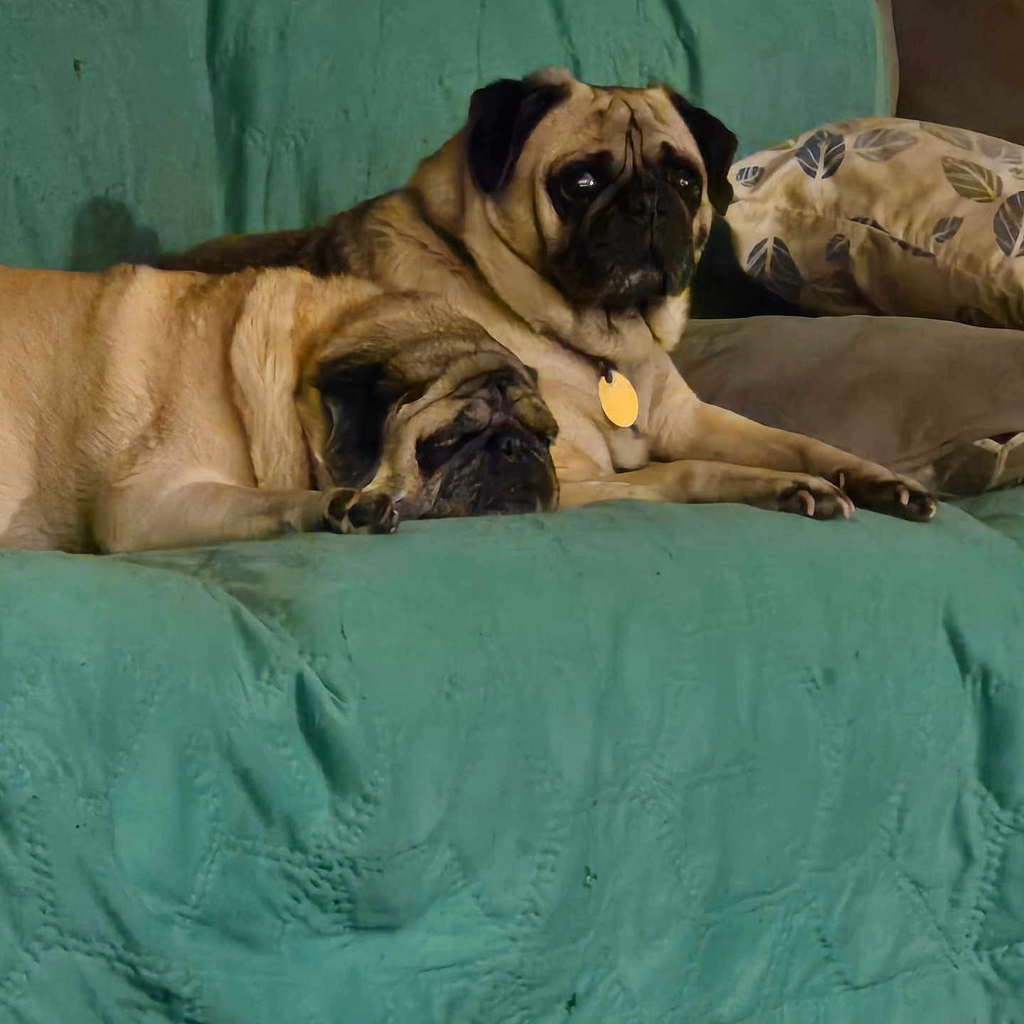 Boo And Jazzie joined the competition — help win amazing prizes! animal, blanket, canine, couch, cushion, dog, dogbed, furniture, homedecor, lion, pet, pug, puppy
