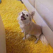 Axl is registered to the contest to win money with this photo: dog, small_dog, happy, excited, yellow_carpet, shaggy_rug, indoor, couch, white_couch, pet, fur, tail, ears, mouth_open, floor, home, cute, animal, companion, smiling