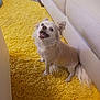 dog, small_dog, happy, excited, yellow_carpet, shaggy_rug, indoor, couch, white_couch, pet, fur, tail, ears, mouth_open, floor, home, cute, animal, companion, smiling