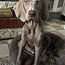 blue_eyes, brick, cute, dog, fireplace, floppy_ears, grey_coat, indoor, looking_at_camera, nose, paws, pet_bed, plush_bed, portrait, puppy, sitting, stone_wall, terrazzo, tile_floor, weimaraner