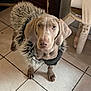 Rio participe au concours pour gagner de l'argent avec cette photo : dog, weimaraner, puppy, faux_fur_coat, tile_floor, indoor, looking_up, big_eyes, floppy_ears, wet_nose, paws, cat_tree, charging_cable, wooden_door, tiled_room, pet_accessory, close_up, portrait, human_leg, cute