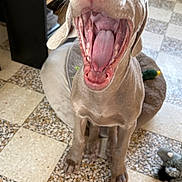 Rio participe au concours pour gagner de l'argent avec cette photo : dog, yawning, pet, indoor, tile_floor, dog_bed, toy, open_mouth, tongue, nose, paws, short_hair, weimaraner, close_up, home_interior, flooring, cute, playful, sitting, mid_yawn