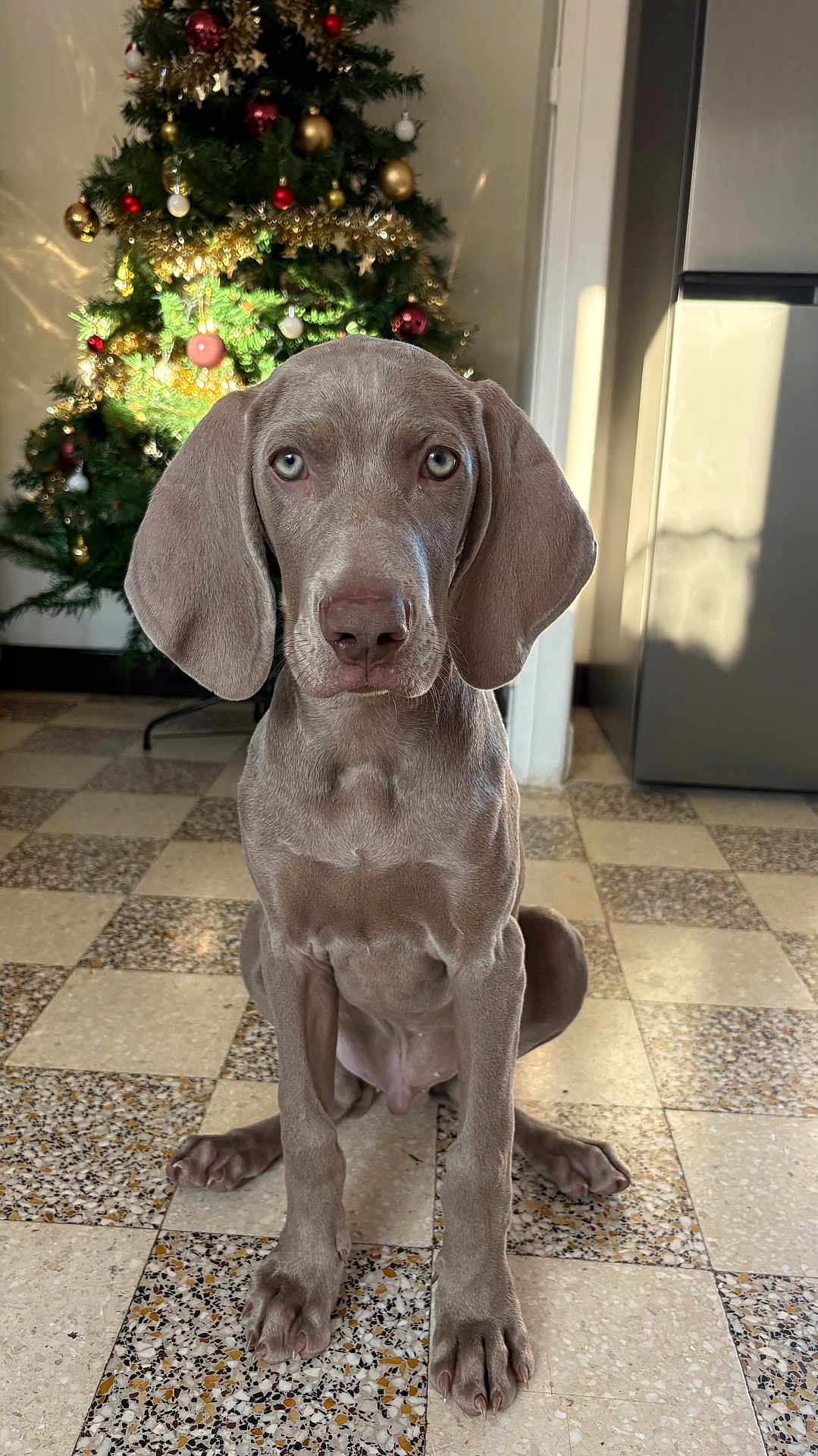 Rio participe au concours pour gagner de l'argent avec cette photo : dog, puppy, weimaraner, christmas_tree, ornament, indoor, tiled_floor, large_ears, paws, portrait, pet, staring, brown_coat, decorations, festive, sunlight, shadow, refrigerator, home_interior, holiday