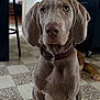 Rio participe au concours pour gagner de l'argent avec cette photo : dog, weimaraner, pet, brown_eyes, floppy_ears, collar, sitting, tile_floor, kitchen, countertop, appliance, chair, curious, portrait, close_up, indoor, paws, attentive, cat_photobomb, orange_tail
