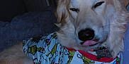 Tuck joined the competition — help win amazing prizes! dog, pet, golden_dog, pajamas, christmas_pajamas, holiday_pattern, tongue_out, sleepy, cozy, blanket, bed, fur, collar, dog_tag, indoor, portrait, close_up, door, nightshot, cute