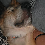 Tuck joined the competition — help win amazing prizes! dog, sleeping, pet, close_up, muzzle, nose, fur, collar, pillow, blanket, human_arm, indoor, cozy, relaxed, whiskers, chest, belly, portrait, canine, sleep