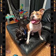 Orka Et Nala participe au concours pour gagner de l'argent avec cette photo : dog, dogs, puppy, pit_bull, brown_dog, black_dog, white_chest, open_mouth, tongue, collar, leather_couch, sofa, living_room, indoor, toys, children_toys, playful, seated, pet, home