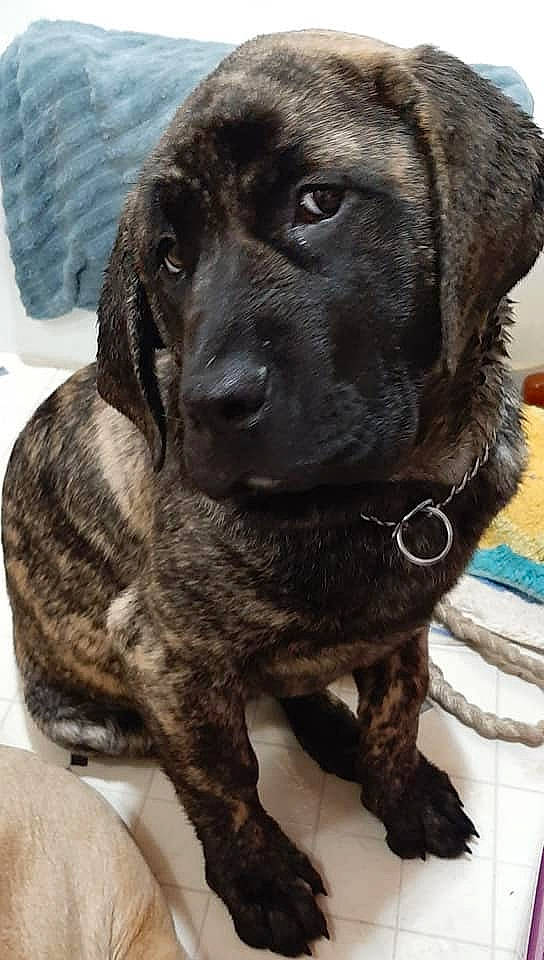 Arrow joined the competition — help win amazing prizes! borador, canidae, carnivore, collar, companion_dog, dog, dog_breed, dog_collar, fawn, fur, guard_dog, gun_dog, liver, pet_supply, retriever, snout, sporting_group, terrestrial_animal, whiskers, working_animal