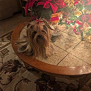 Jolie joined the competition — help win amazing prizes! dog, yorkshire_terrier, bow, braid, coffee_table, poinsettia, christmas_tree, holiday_decor, living_room, carpet, furniture, pet, indoor, festive, decorations, wood, tile, relaxing, small_dog, cute