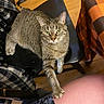 Shady joined the competition — help win amazing prizes! cat, tabby_cat, chair, indoor, wooden_floor, tablecloth, black_chair, pet, feline, paw, looking, relaxed, domestic_animal, home, floor, table, patterned_fabric, yellow_eyes, stretching, resting