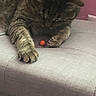 cat, tabby, animal, pet, indoor, couch, gray, orange_ball, paws, feline, curious, closeup, fur, whiskers, relaxed, playing, soft_light, domestic, home, resting