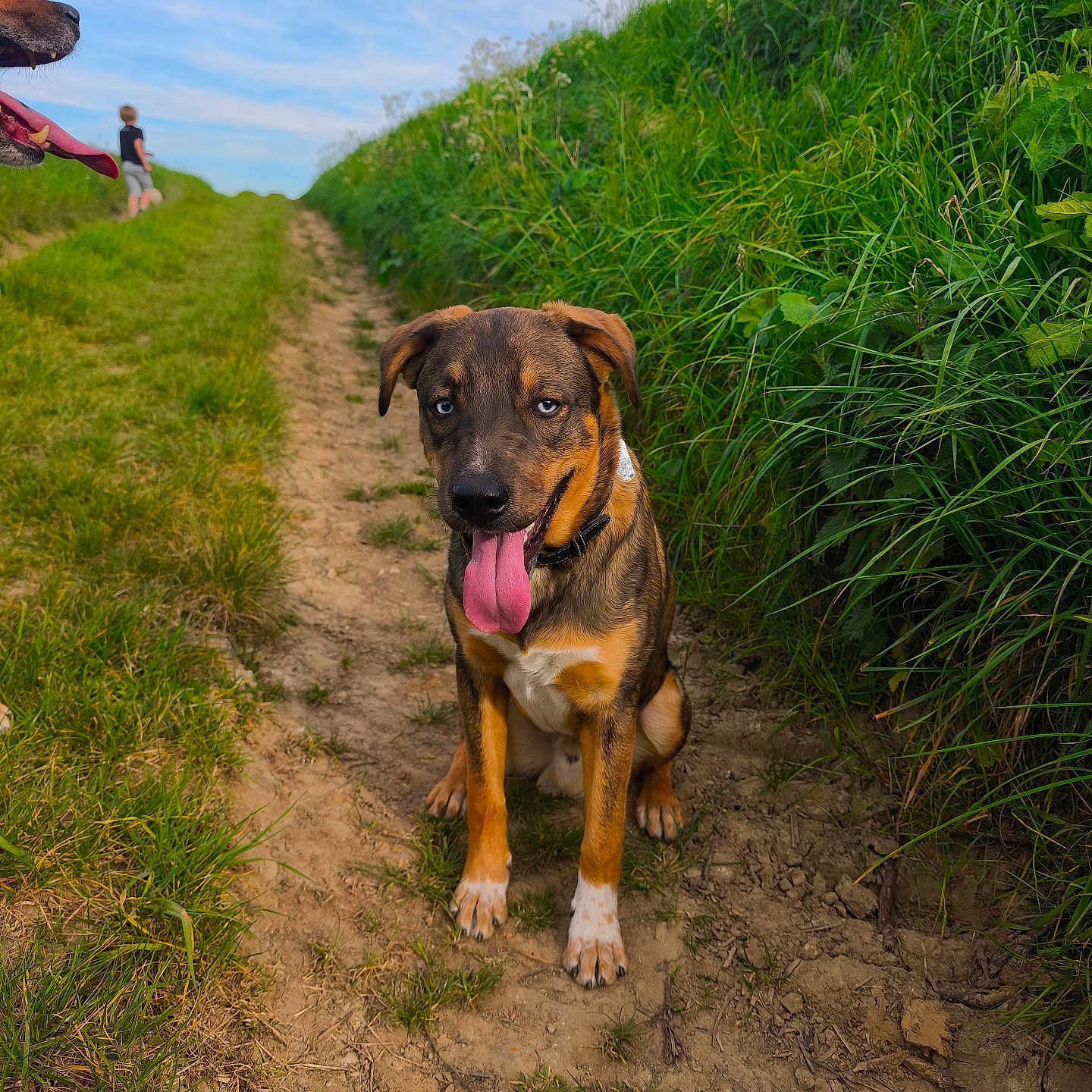 Arrow participe au concours pour gagner de l'argent avec cette photo : dog, blue_eyes, tongue_out, dirt_path, grass, greenery, sky, clouds, outdoor, nature, canine, pet, happy, sitting, animal, walking_person, side_view_dog, daytime, field, scenery