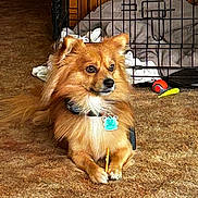 Rudy is registered to the contest to win money with this photo: dog, pet, indoor, carpet, crate, toy, blanket, chew_stick, collar, fur, brown, small_dog, alert, resting, animal, domestic, cute, companion, paw, floor
