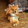 dog, pet, indoor, carpet, crate, toy, blanket, chew_stick, collar, fur, brown, small_dog, alert, resting, animal, domestic, cute, companion, paw, floor